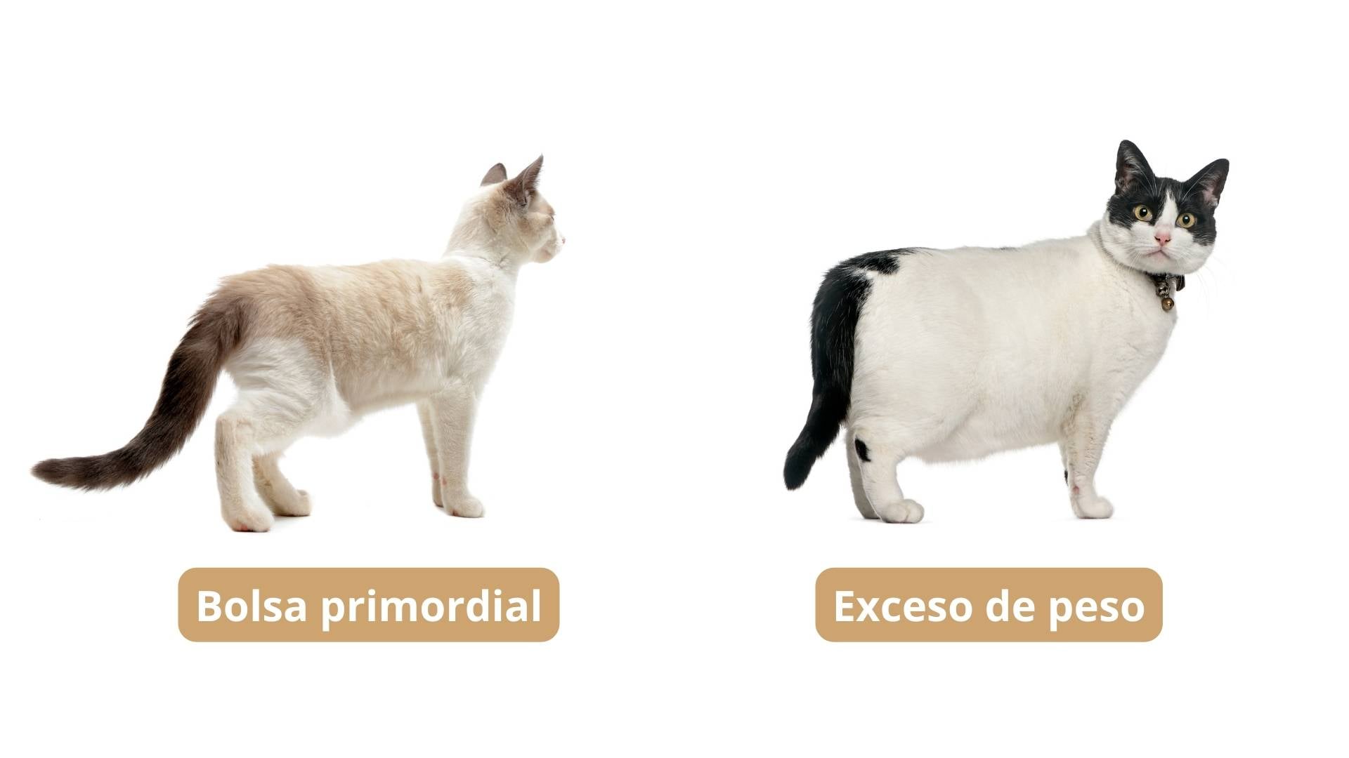 Bolsa primordial u obesidad en gatos